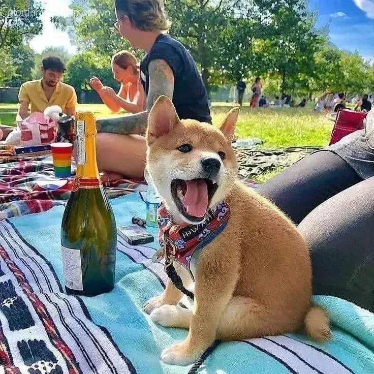 Meme Shiba cười híp mắt, gương mặt vô cùng đáng yêu.