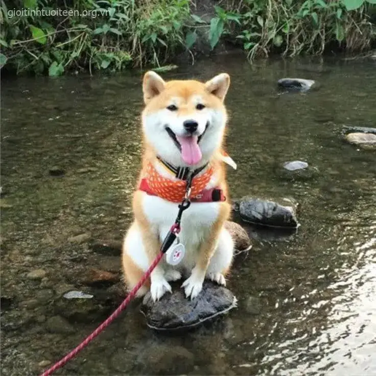 Meme Shiba nhe răng cười, khuôn mặt rạng rỡ tinh nghịch.