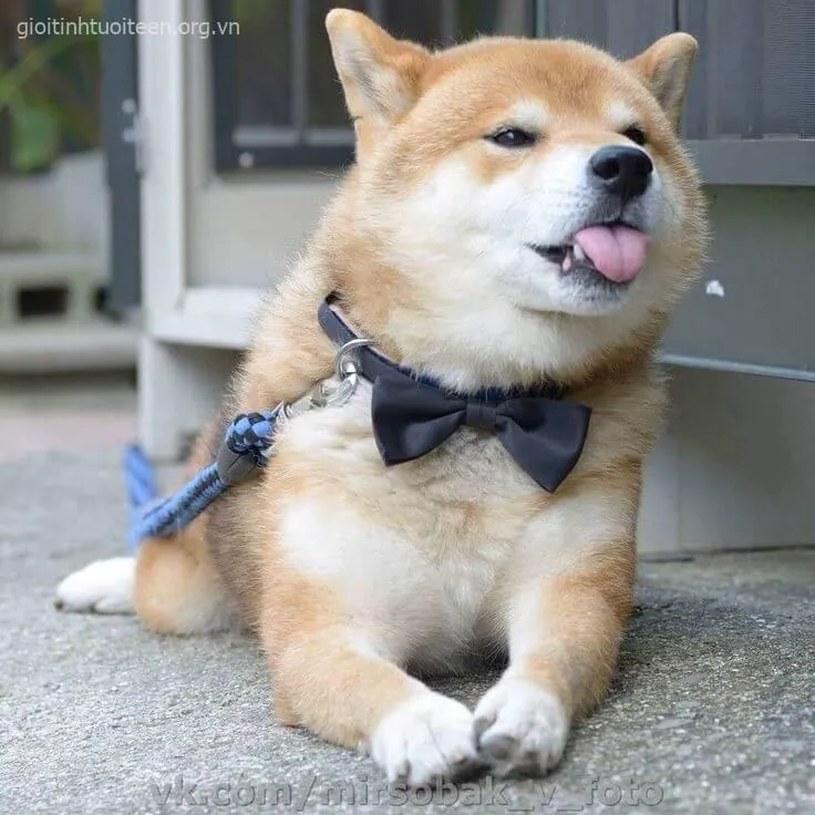 Avatar Shiba đôi mắt trong veo, gương mặt ngây thơ.