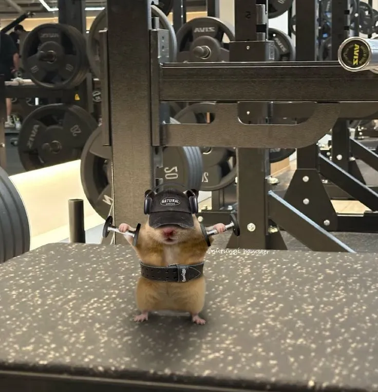 Meme chuột hamster duyên dáng cực kỳ dễ cưng