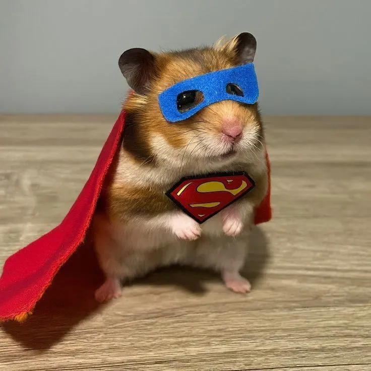 Ảnh chuột hamster ngoan ngoãn ánh mắt hiền lành