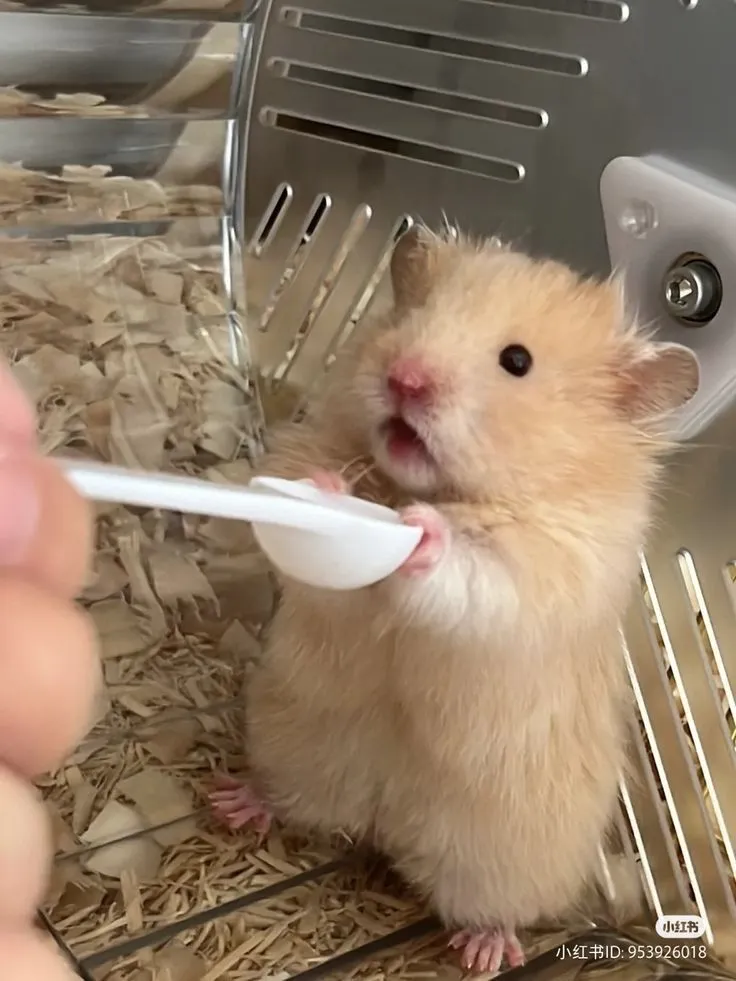 Avatar hamster bé bỏng siêu đáng yêu