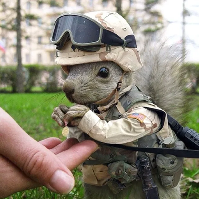 Ảnh hamster ngọt ngào cực dễ thương