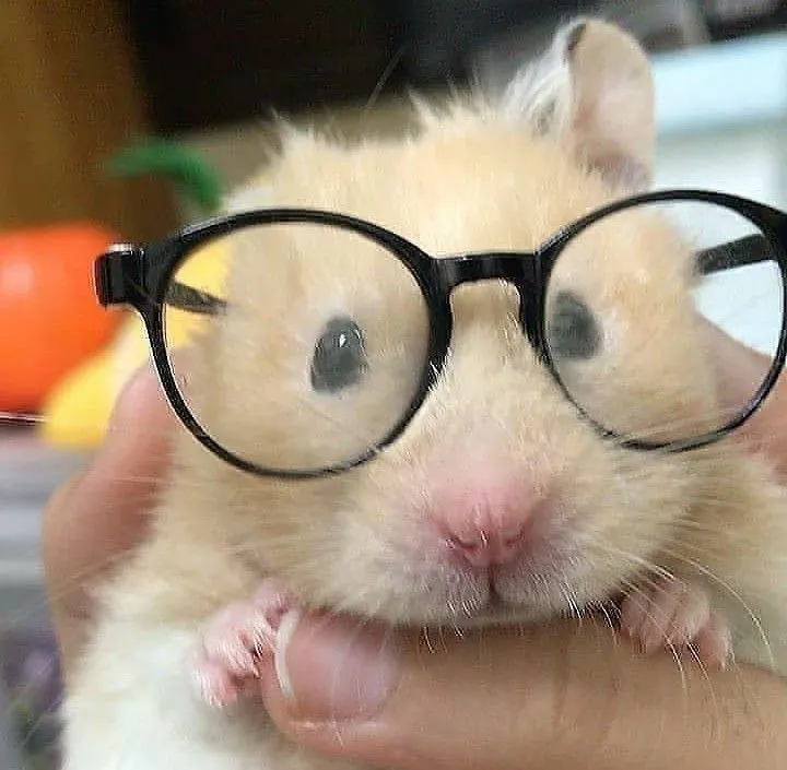 Meme hamster dịu dàng cực kỳ đáng yêu