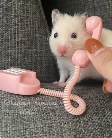 Ảnh hamster ngây ngô ánh mắt đáng yêu