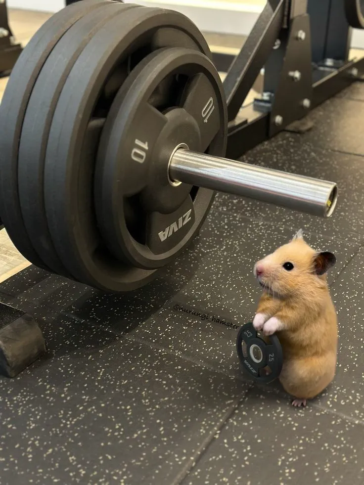 Meme chuột hamster tập tạ ngây thơ cực dễ thương