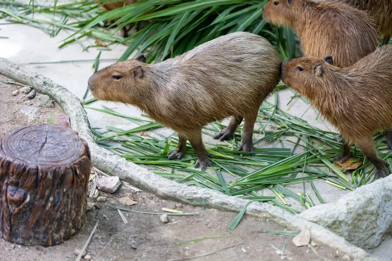 Full 300+ ảnh Avatar và Meme Capybara vô tri: Biểu tượng của chill, hài hước và ngoại giao