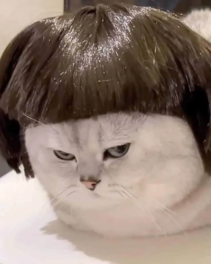 Hình mèo vô cảm buồn cười trên Facebook