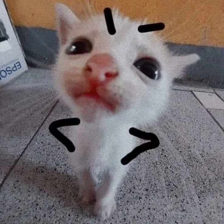 Avatar Facebook mèo ngơ ngác lạc quẻ