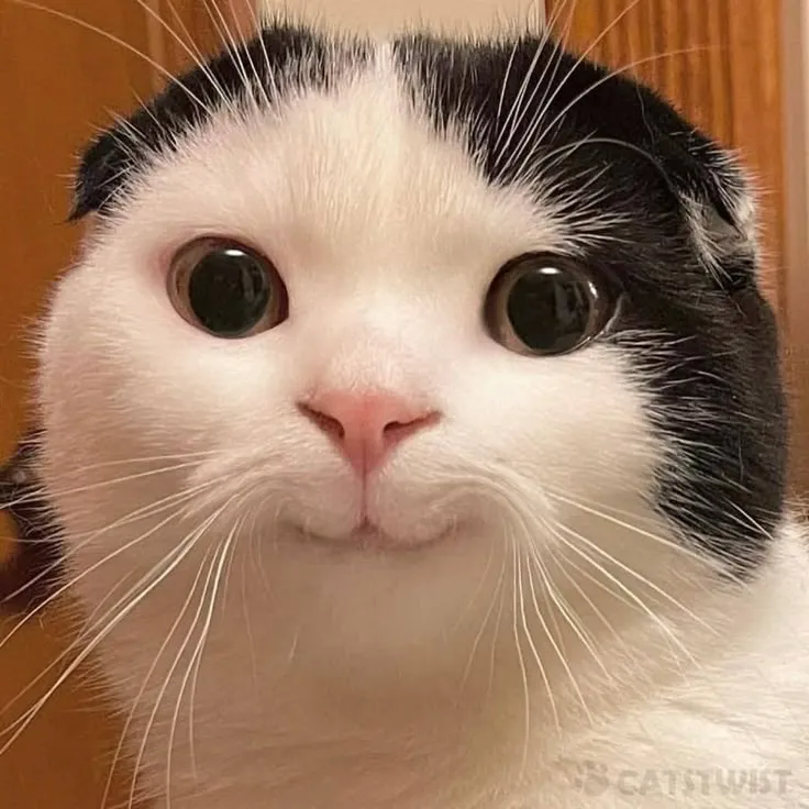 Tuyển tập hình ảnh avatar mèo vô tri hài hước nhất dành cho sen mèo