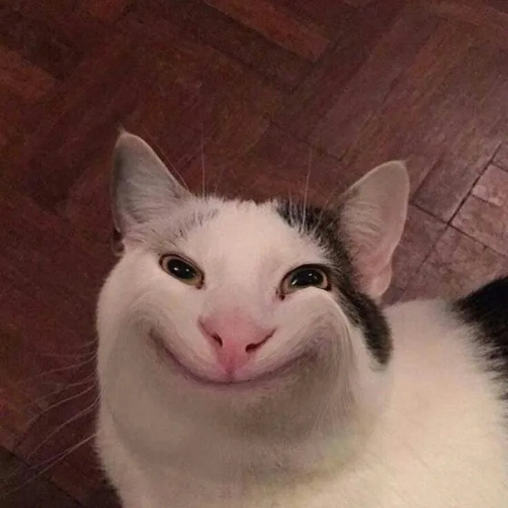 Avatar mèo cười thất thần nhìn vui nhộn