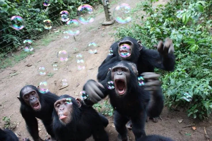 Avatar nhóm 4 chú khỉ đột cute, nhìn đáng yêu khó cưỡng.