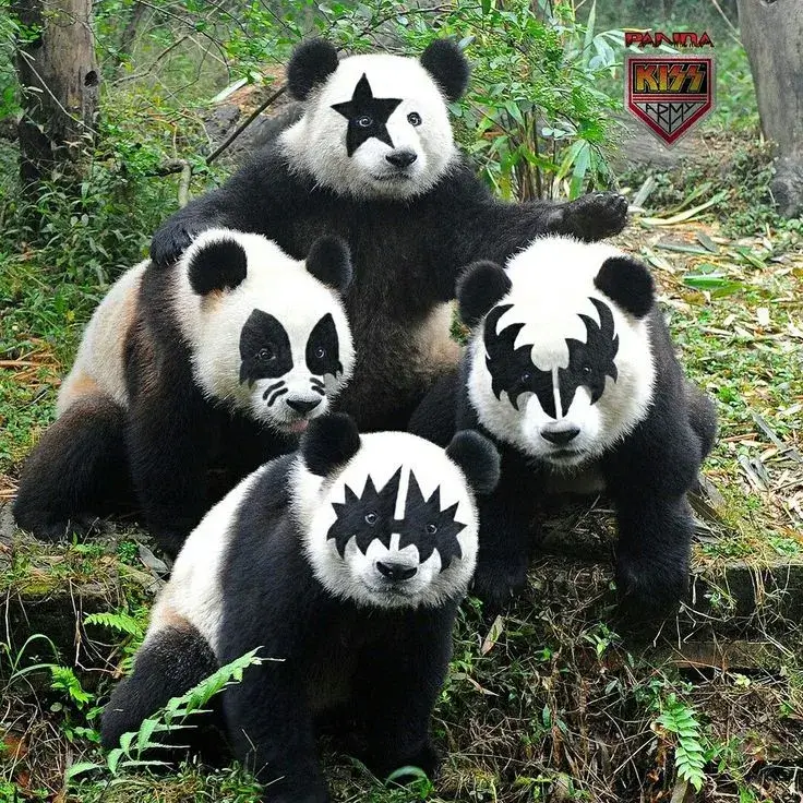 Avatar nhóm 4 gấu trúc vô tri, gương mặt đơ hài hước.