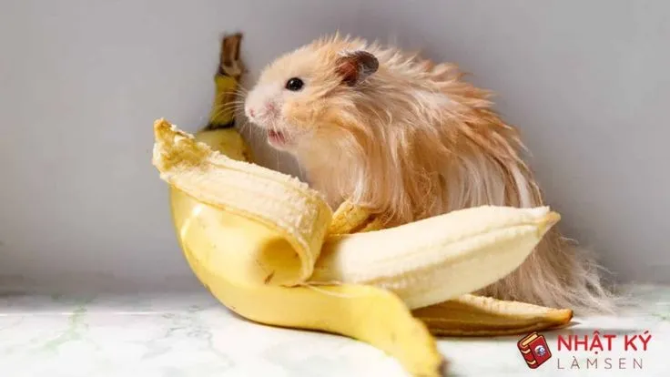 Ảnh con chuột hamster ôm quả chuối siêu cute Ảnh con chuột hamster ôm quả chuối siêu cute