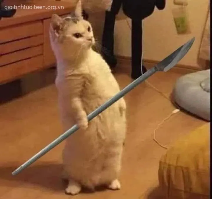 Meme troll mèo con cầm cây phóng lợn.