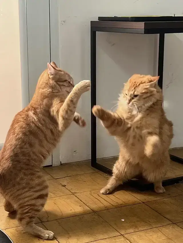 Meme mèo đánh nhau đáng yêu ngộ nghĩnh