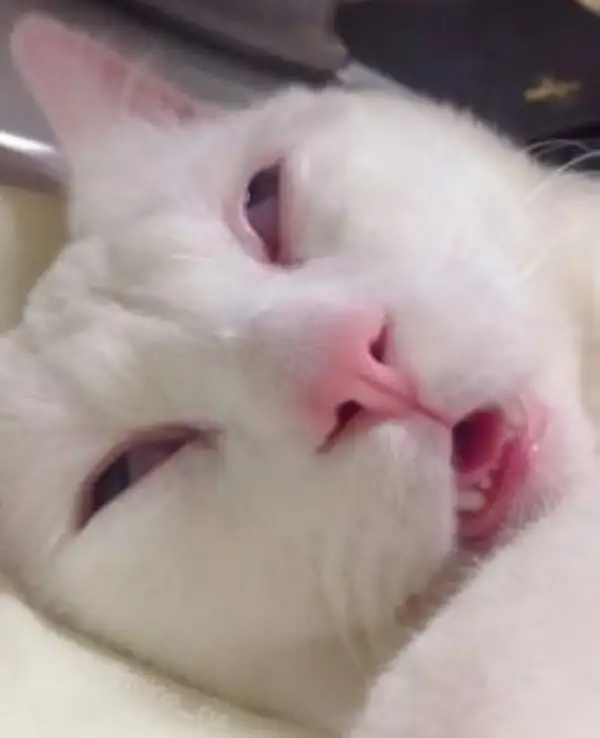 Vẻ mặt mèo ngái ngủ, dáng vẻ lười biếng cực hài hước.