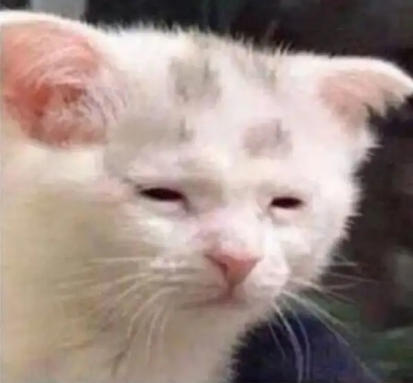 Mèo ngáp dài uể oải, đôi mắt lim dim cực đáng yêu.