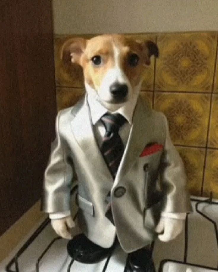 Hình ảnh chó mặc vest cute khiến bạn cười cả ngày