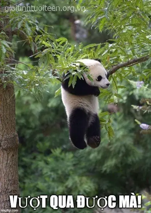 Meme mạng xã hội trở thành liều thuốc cổ vũ tinh thần