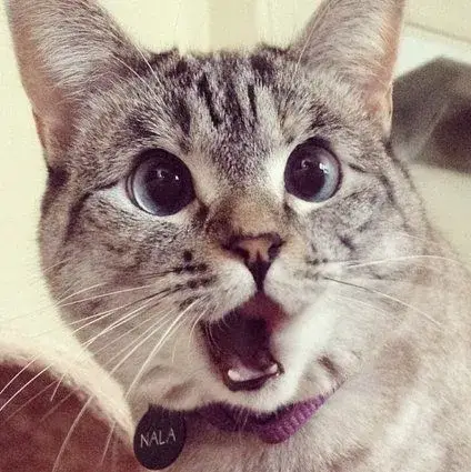 Mèo sợ hãi há mồm ánh mắt long lanh