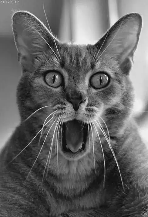 Biểu cảm mèo há mồm cực nhục cực hài