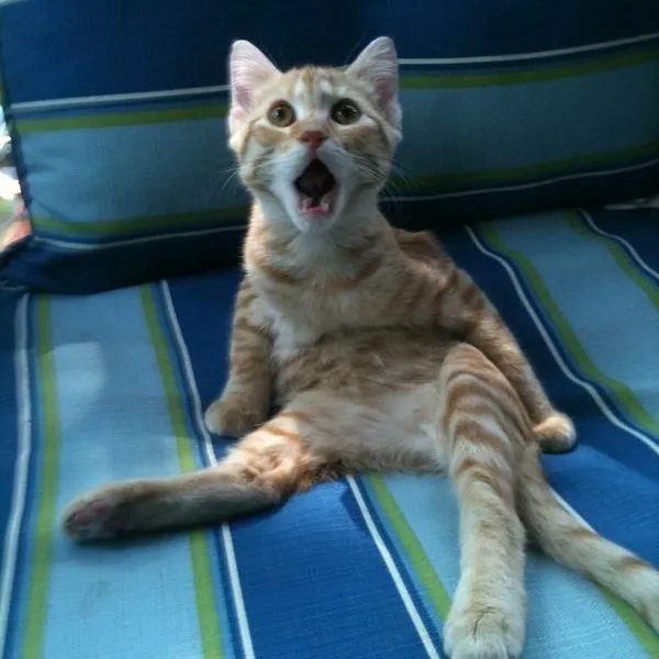 Mèo bất ngờ há mồm gương mặt đỏ rực