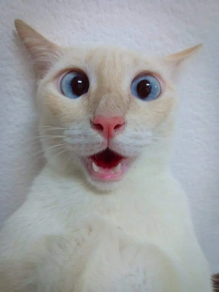 Mèo há mồm hoảng loạn ánh mắt căng thẳng