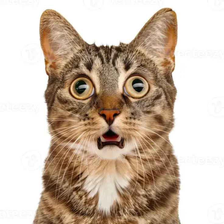 Mèo bất ngờ há mồm ánh mắt tròn xoe
