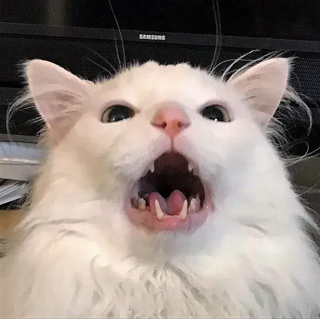 Biểu cảm mèo há mồm cực troll cực lố