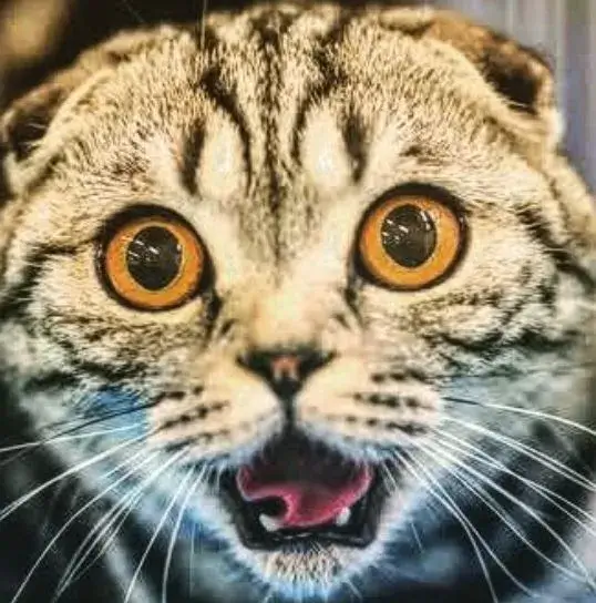 Meme mèo choáng váng há hốc mồm cực nhây