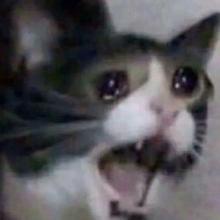 Biểu cảm mèo ngơ ngác há hốc mồm cực troll