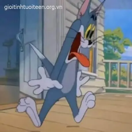 Mèo bất ngờ há mồm gương mặt buồn cười