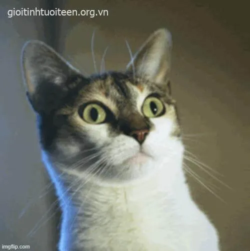 Meme mèo há mồm kinh ngạc cực đáng yêu