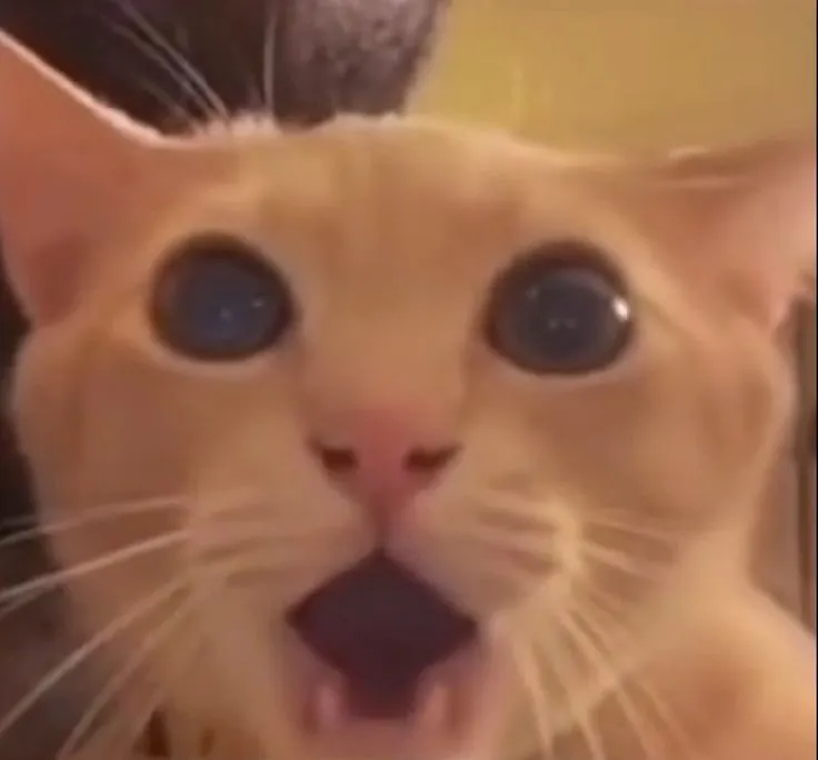 Mèo há mồm căng thẳng ánh mắt trợn tròn