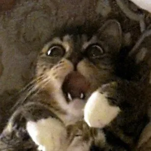 Meme mèo há hốc mồm cực hài cực thú vị