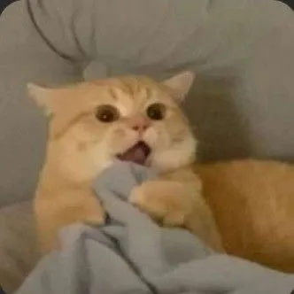 Mèo ngạc nhiên há mồm dáng ngồi méo mó