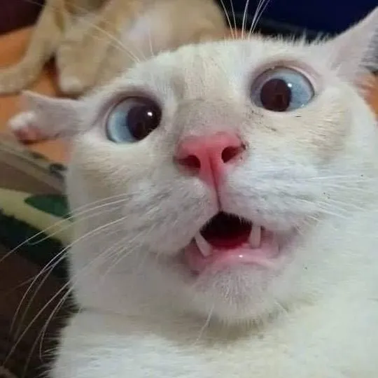 Meme mèo há mồm run rẩy cực nhây cực buồn