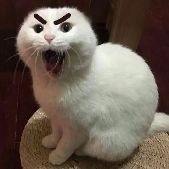 Biểu cảm mèo há mồm cực sốc cực troll