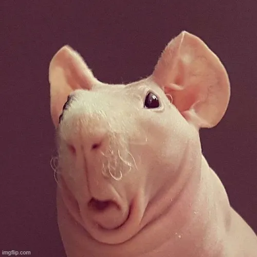 Biểu cảm hoảng hốt gương mặt ngơ ngác, ánh mắt long lanh