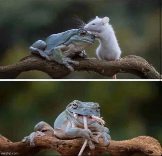 Avatar chuột hóm hỉnh cực bá đạo