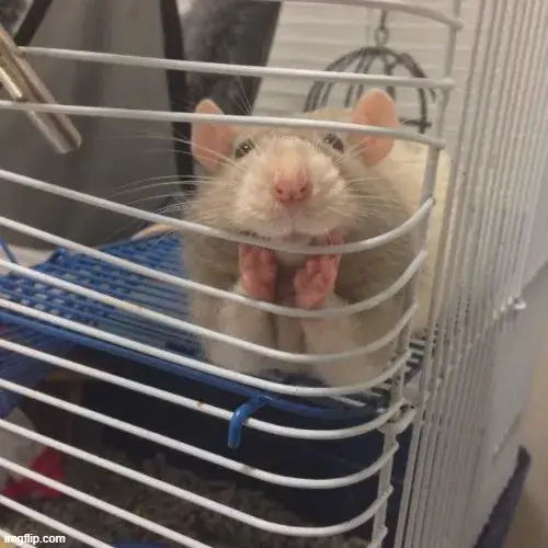 Meme chuột tươi vui siêu lạc quan