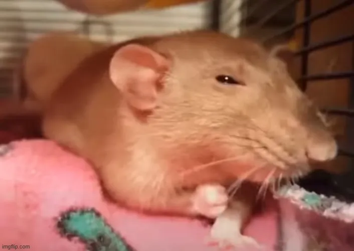 Meme chuột hào hứng cực dí dỏm