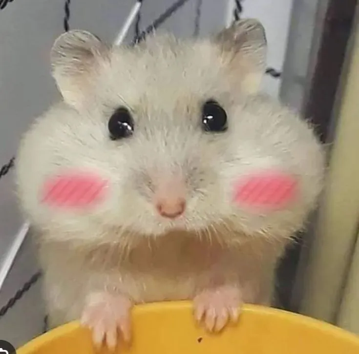 Avatar chuột rộn ràng cực vui tươi