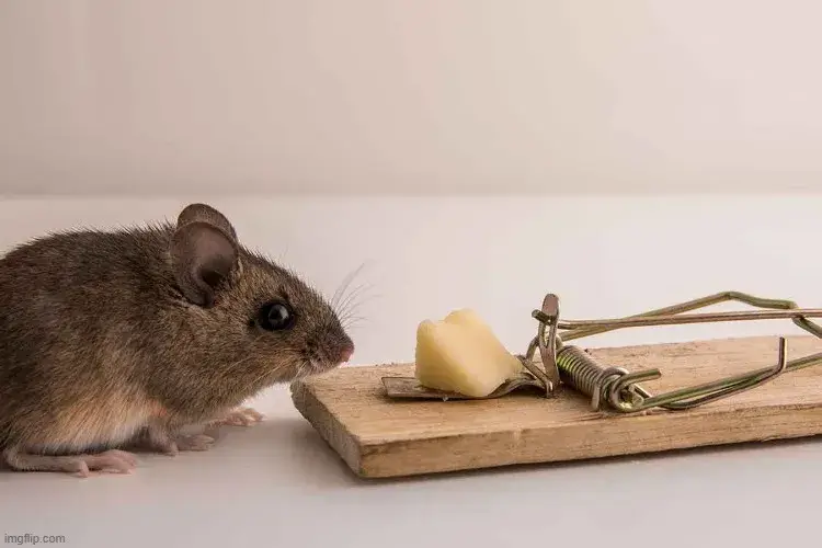Hình chú chuột thông thái cực lanh lợi