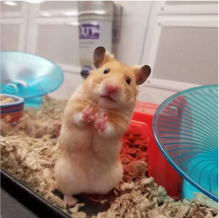 Avatar chuột hamster lầy lội cười không ngậm miệng
