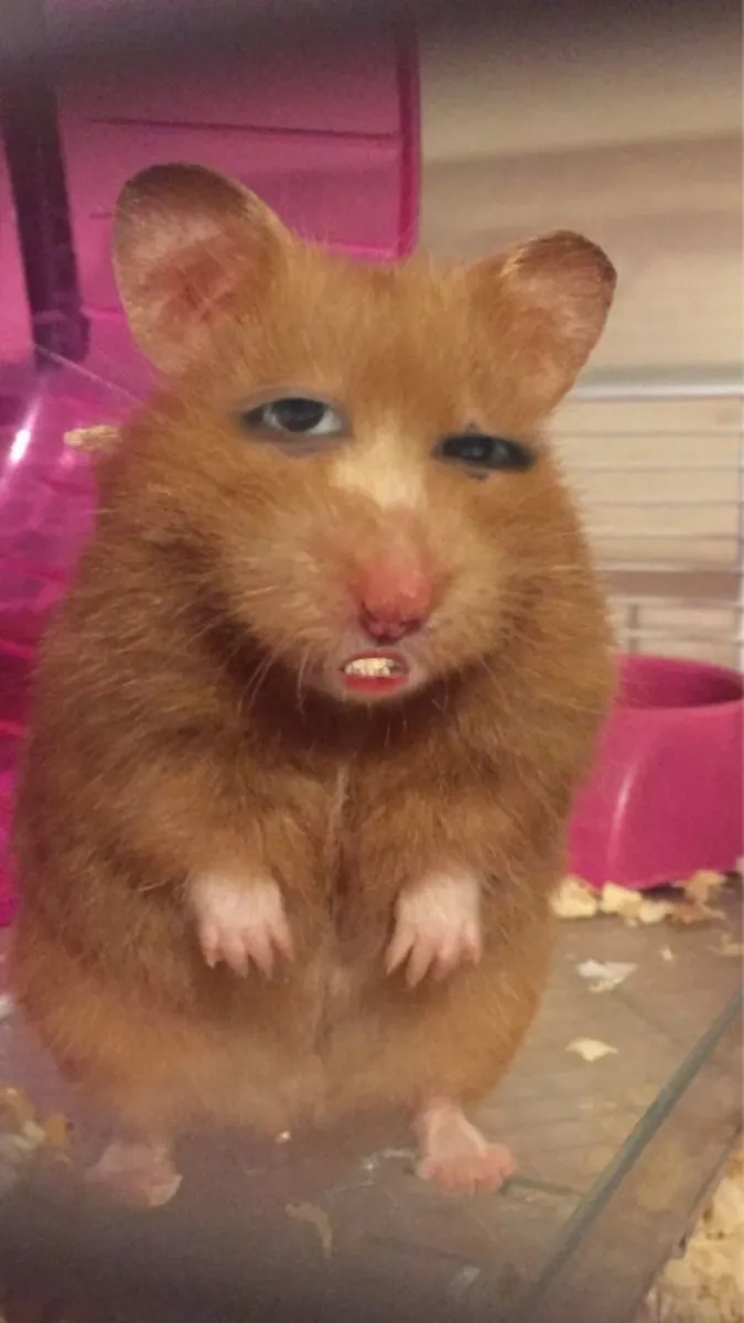 Avatar chuột hamster hài hước gương mặt đáng sợ