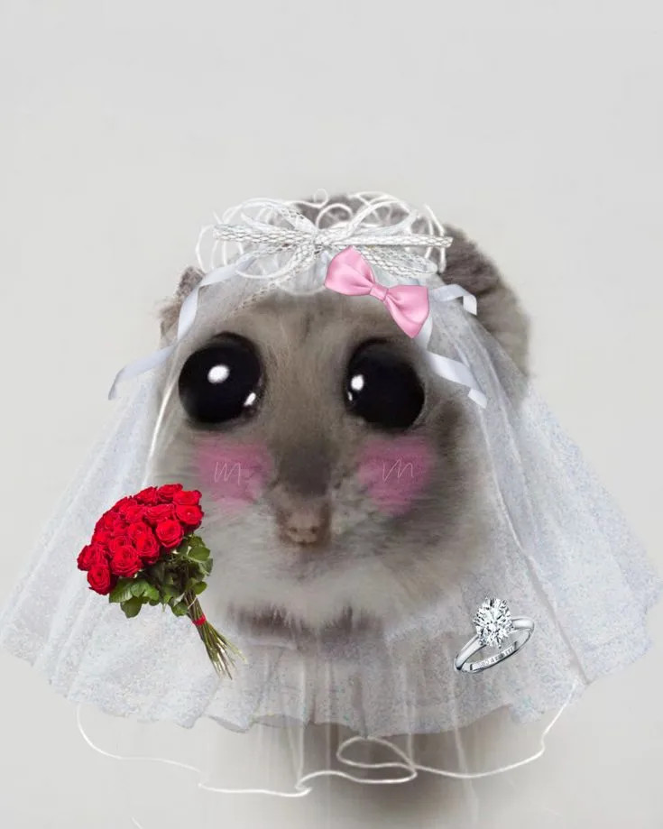Meme chuột hamster mặc váy cưới lầy lội
