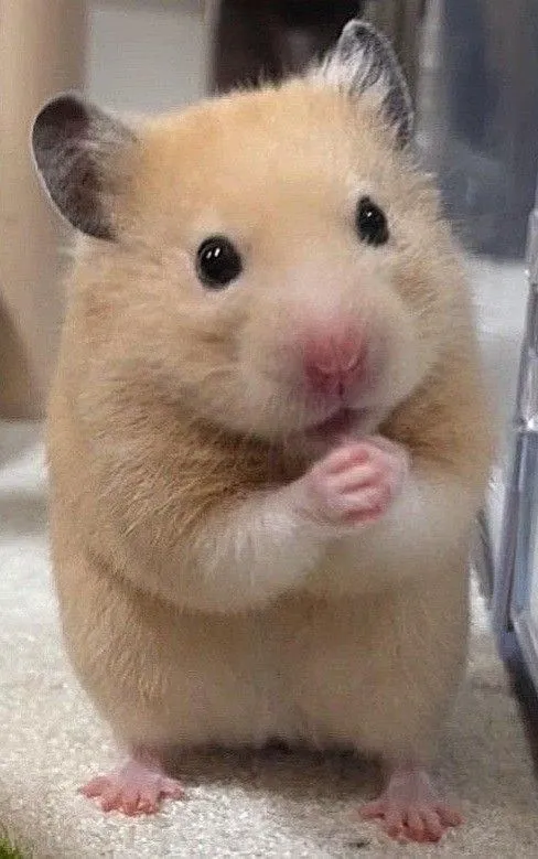 Meme chuột hamster lầy lội biểu cảm buồn cười