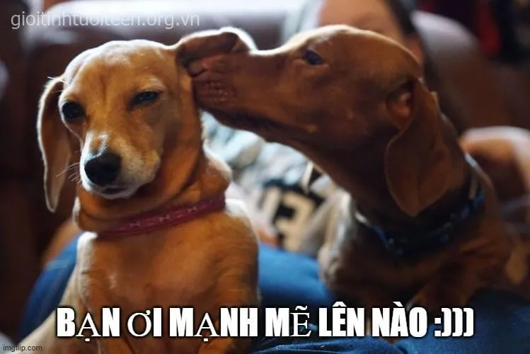 Ảnh chế vui vẻ khích lệ tinh thần chiến đấu